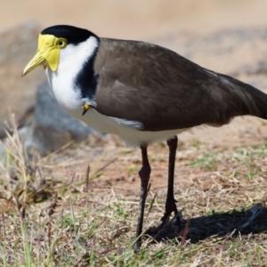 Vanellus miles at Victoria Point, QLD - 28 Aug 2023