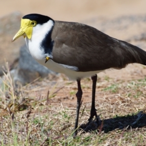 Vanellus miles at Victoria Point, QLD - 28 Aug 2023 12:49 PM
