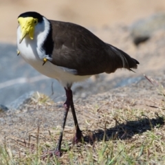 Vanellus miles at Victoria Point, QLD - 28 Aug 2023