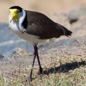 Vanellus miles at Victoria Point, QLD - 28 Aug 2023