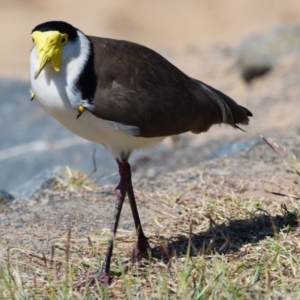 Vanellus miles at Victoria Point, QLD - 28 Aug 2023 12:49 PM