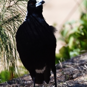 Gymnorhina tibicen at Victoria Point, QLD - 28 Aug 2023