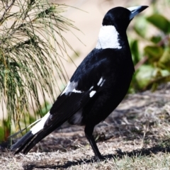 Gymnorhina tibicen at Victoria Point, QLD - 28 Aug 2023