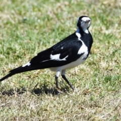 Grallina cyanoleuca (Magpie-lark) at Victoria Point, QLD - 28 Aug 2023 by PJH123