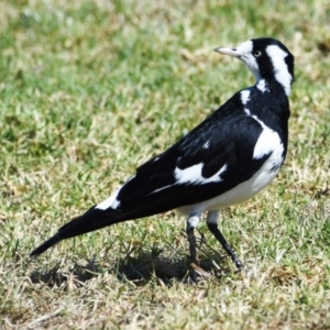 Grallina cyanoleuca at Victoria Point, QLD - 28 Aug 2023