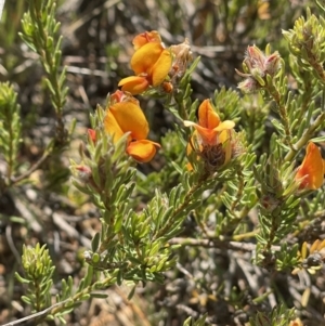 Pultenaea subspicata at Majura, ACT - 16 Sep 2023