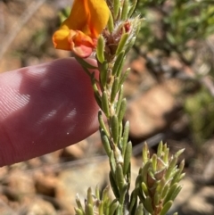 Pultenaea subspicata at Majura, ACT - 16 Sep 2023