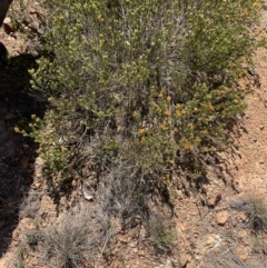Pultenaea subspicata at Majura, ACT - 16 Sep 2023