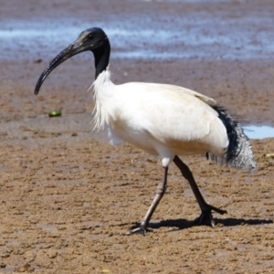 Threskiornis molucca at Victoria Point, QLD - 28 Aug 2023