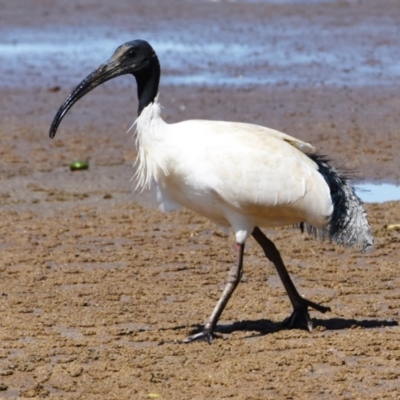 Threskiornis molucca (Australian White Ibis) at Victoria Point, QLD - 28 Aug 2023 by PJH123