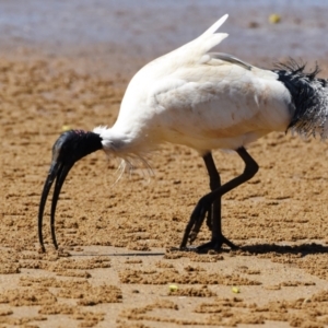 Threskiornis molucca at Victoria Point, QLD - 28 Aug 2023