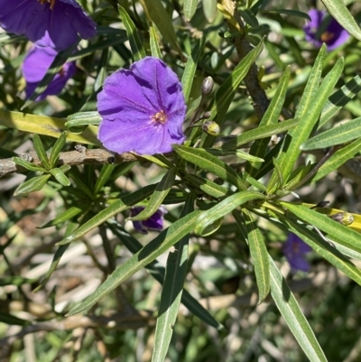 Solanum linearifolium (Kangaroo Apple) at Mount Majura - 16 Sep 2023 by HaukeKoch