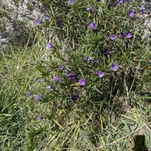 Solanum linearifolium at Majura, ACT - 16 Sep 2023 01:30 PM