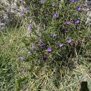Solanum linearifolium at Majura, ACT - 16 Sep 2023