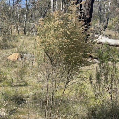 Cassinia sifton (Sifton Bush, Chinese Shrub) at Mount Majura - 16 Sep 2023 by HaukeKoch