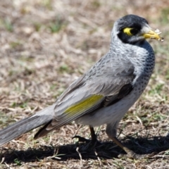 Manorina melanocephala (Noisy Miner) at Victoria Point, QLD - 28 Aug 2023 by PJH123