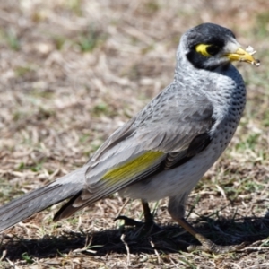 Manorina melanocephala at Victoria Point, QLD - 28 Aug 2023