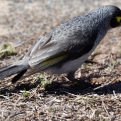 Manorina melanocephala at Victoria Point, QLD - 28 Aug 2023