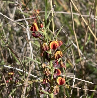 Daviesia genistifolia (Broom Bitter Pea) at Hackett, ACT - 16 Sep 2023 by HaukeKoch