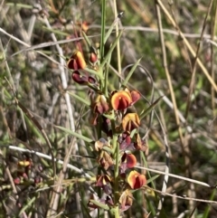 Daviesia genistifolia (Broom Bitter Pea) at Mount Majura - 16 Sep 2023 by HaukeKoch