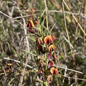 Daviesia genistifolia at Hackett, ACT - 16 Sep 2023