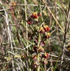 Daviesia genistifolia at Hackett, ACT - 16 Sep 2023