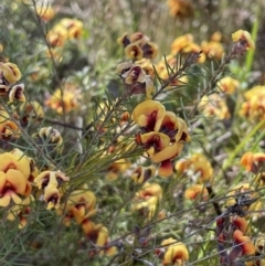 Dillwynia sp. Yetholme (P.C.Jobson 5080) NSW Herbarium at Mount Majura - 16 Sep 2023 by HaukeKoch