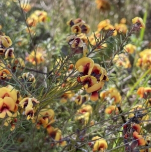 Dillwynia sp. Yetholme (P.C.Jobson 5080) NSW Herbarium at Hackett, ACT - 16 Sep 2023