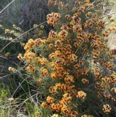 Dillwynia sp. Yetholme (P.C.Jobson 5080) NSW Herbarium at Hackett, ACT - 16 Sep 2023