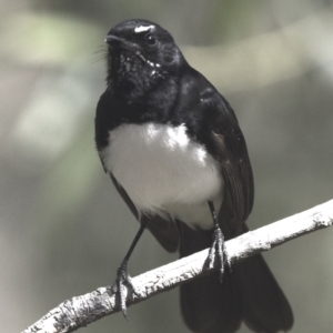 Rhipidura leucophrys at Victoria Point, QLD - 28 Aug 2023 01:24 PM