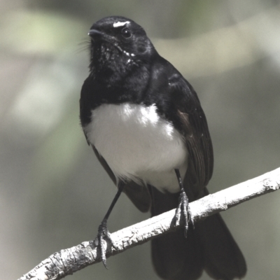 Rhipidura leucophrys (Willie Wagtail) at Victoria Point, QLD - 28 Aug 2023 by PJH123