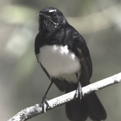 Rhipidura leucophrys (Willie Wagtail) at Victoria Point, QLD - 28 Aug 2023 by PJH123