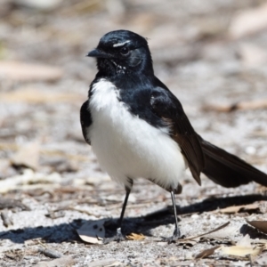 Rhipidura leucophrys at Victoria Point, QLD - 28 Aug 2023 01:24 PM