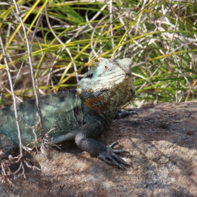 Intellagama lesueurii howittii (Gippsland Water Dragon) at Acton, ACT - 15 Sep 2023 by MatthewFrawley