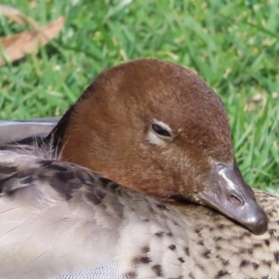 Chenonetta jubata (Australian Wood Duck) at Acton, ACT - 15 Sep 2023 by MatthewFrawley