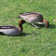 Chenonetta jubata at Acton, ACT - 15 Sep 2023 01:50 PM