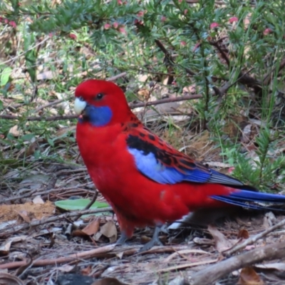 Platycercus elegans (Crimson Rosella) at Canberra Central, ACT - 15 Sep 2023 by MatthewFrawley