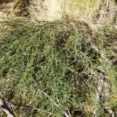 Discaria pubescens (Australian Anchor Plant) at Rendezvous Creek, ACT - 15 Sep 2023 by VanceLawrence