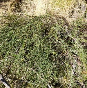 Discaria pubescens at Rendezvous Creek, ACT - 16 Sep 2023 09:53 AM