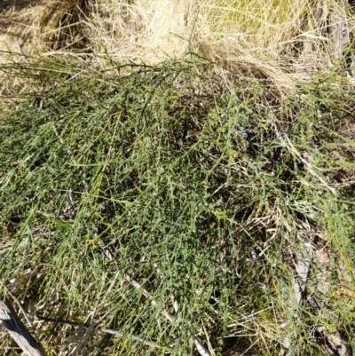 Discaria pubescens (Australian Anchor Plant) at Namadgi National Park - 15 Sep 2023 by VanceLawrence