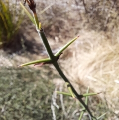 Discaria pubescens at Rendezvous Creek, ACT - 16 Sep 2023