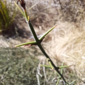 Discaria pubescens at Rendezvous Creek, ACT - 16 Sep 2023 09:53 AM