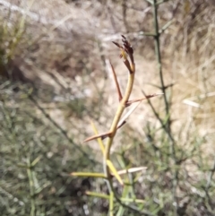 Discaria pubescens at Rendezvous Creek, ACT - 16 Sep 2023