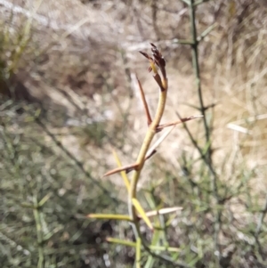 Discaria pubescens at Rendezvous Creek, ACT - 16 Sep 2023 09:53 AM