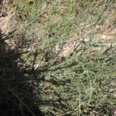 Discaria pubescens at Rendezvous Creek, ACT - 16 Sep 2023