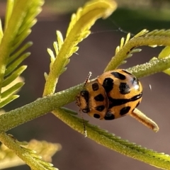 Peltoschema oceanica (Oceanica leaf beetle) at Ainslie, ACT - 16 Sep 2023 by Pirom