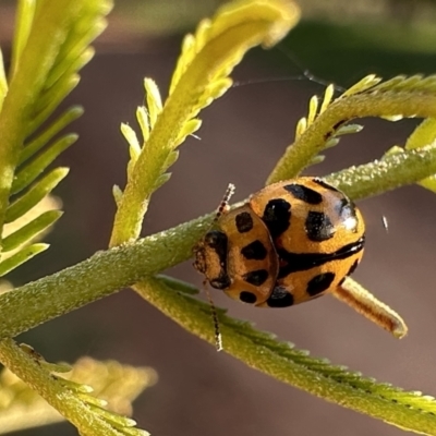 Peltoschema oceanica (Oceanica leaf beetle) at Ainslie, ACT - 16 Sep 2023 by Pirom