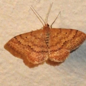 Scopula rubraria at Wanniassa, ACT - 16 Sep 2023