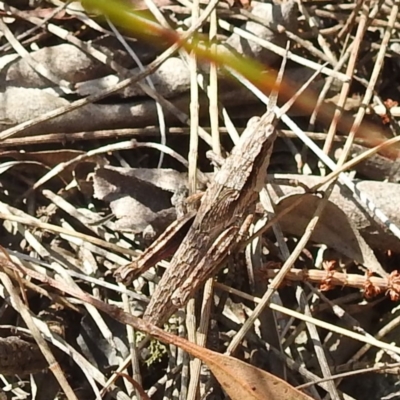 Coryphistes ruricola (Bark-mimicking Grasshopper) at Majura, ACT - 16 Sep 2023 by HelenCross