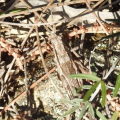 Coryphistes ruricola at Majura, ACT - 16 Sep 2023 01:50 PM